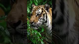 Auuum harimau di gunung #PendakiIndonesia#NaikGunung#SummitAttack#ExploreNusantara#CeritaPendaki