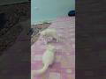 Cute Cat Masti 🐈🐈#catmasti #catcomedy #cat #catfunny #cute #cutecat #shortsfeed #shortviral #explore