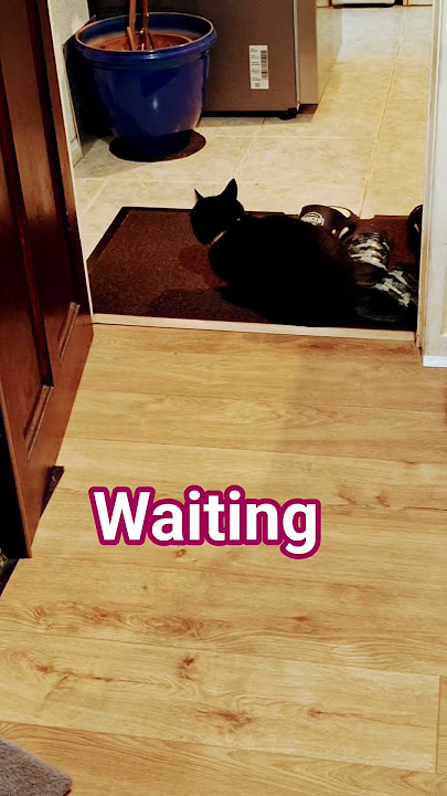 waiting #cat #funny #cutecat #yourcat #cutepet #pets #kitten #cute #funnycats #lifeisbutadream