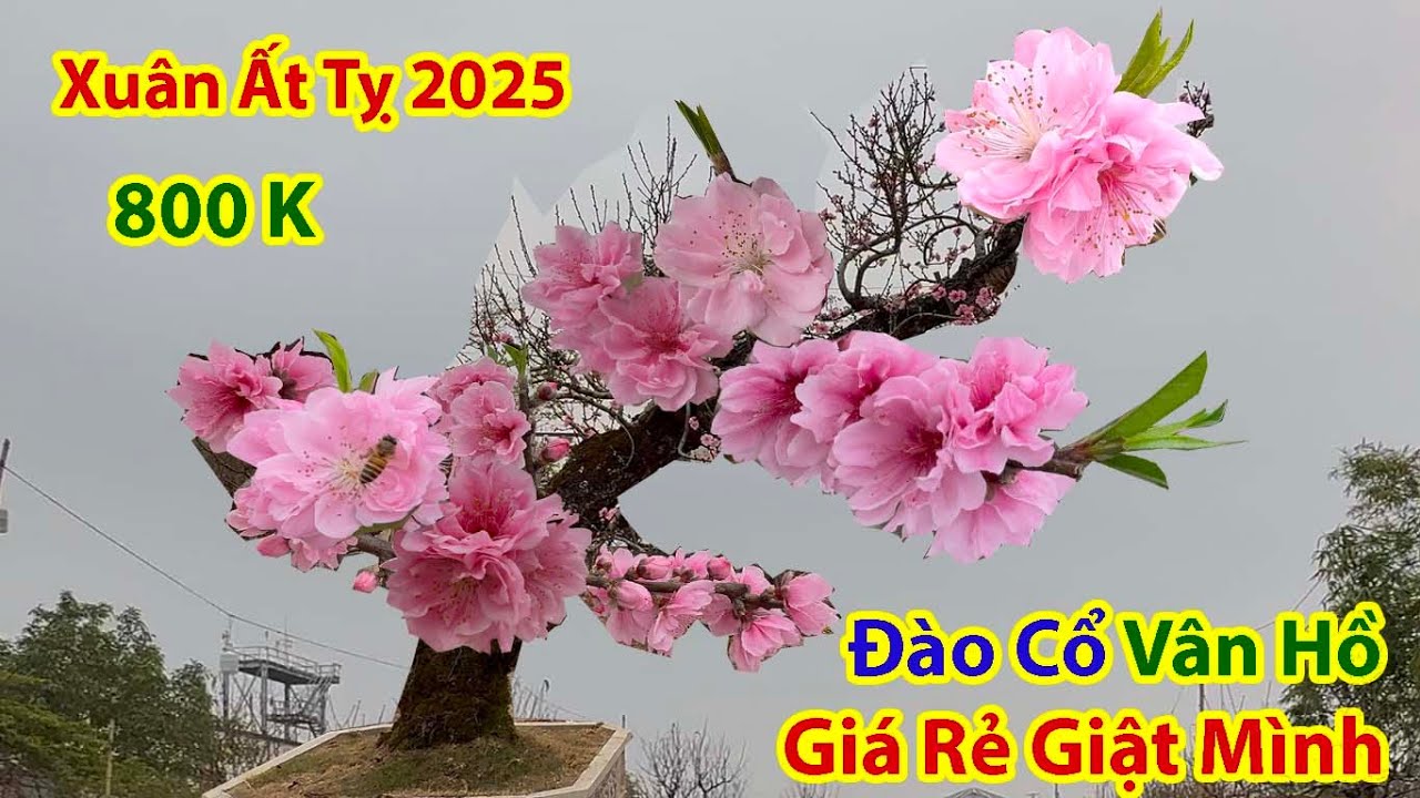 Tết Hà Nội 2025 - Giật Mình Nghe Chủ Báo Giá Rẻ Giật Mình Cây Đào Cổ Vân Hồ