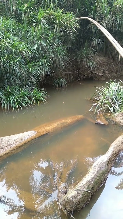 Ternyata Ikan Seluang