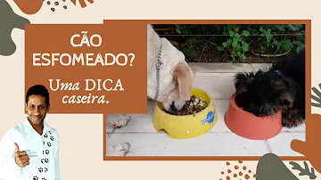 O que fazer quando o cachorro é muito guloso?