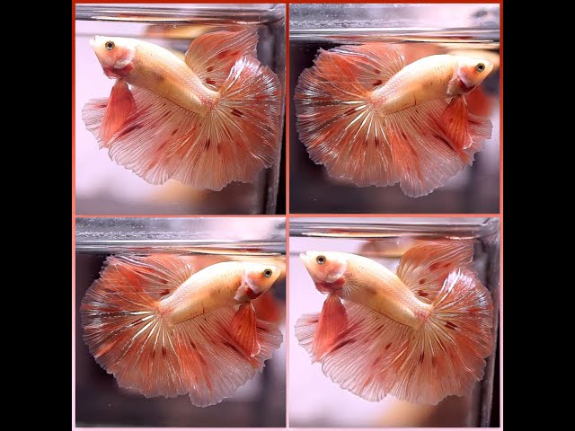 Betta Fish ORANGE GOLD ARMAGEDDON Rosetail Halfmoon Male P352