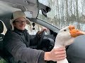 Мы купили Гуся , OffRoad  с OffRoadSPB