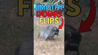 Jimothy Doing Flips In Backyard
Jimothy was spotted in someones backyard and caught them by surprise when he did this flip out of nowhere. Jimothy has been seen all around Seattle the last few weeks.
#jimothy #babyjimothy #raccoon Jimothy Doing Flips In Backyard