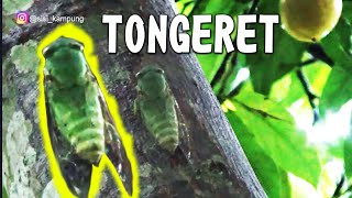 SUARA TONGGERET ASLI PEDESAAN || HANYA ADA DI SISI KAMPUNG