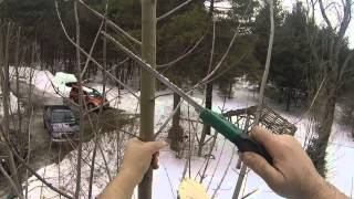 pruning maple trees