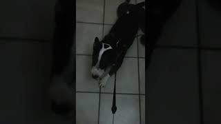 No Daddy Its Snowing Outside