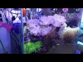 プレコオーバーフロー水槽