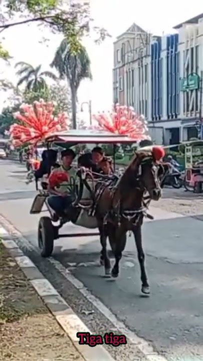 Lagu anak indonesia🦓lagu satu satu. #rajakuda #kecipbakowah