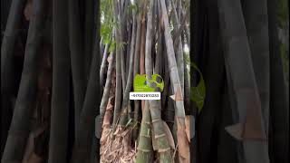 Bambusa Gigantea Plant 🌿 Fast Growing Giant Bamboo for Sale | Perfect for Home, Farm &amp; Garden