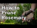 How and When to Prune Rosemary
