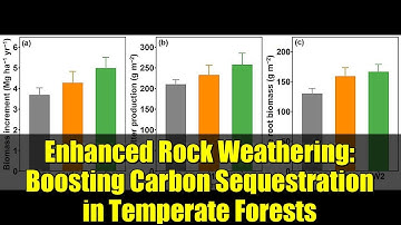 Enhanced Rock Weathering: Boosting Carbon Sequestration in Temperate Forests