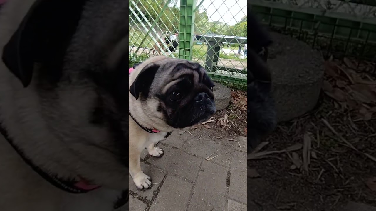 April 25, 2026: Pugs running around freely in a dog run with a