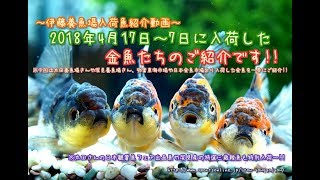 【伊藤養魚場入荷情報】2018年4月7日～17日に入荷した金魚のご紹介です!!
