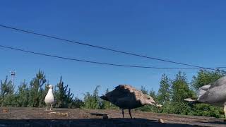 Из жизни птиц. Чайки серебристые. (Larus argentatus) Sudraba kaija.