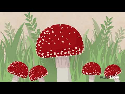 Video: Mushroom orange. How to distinguish edible mushrooms from poisonous