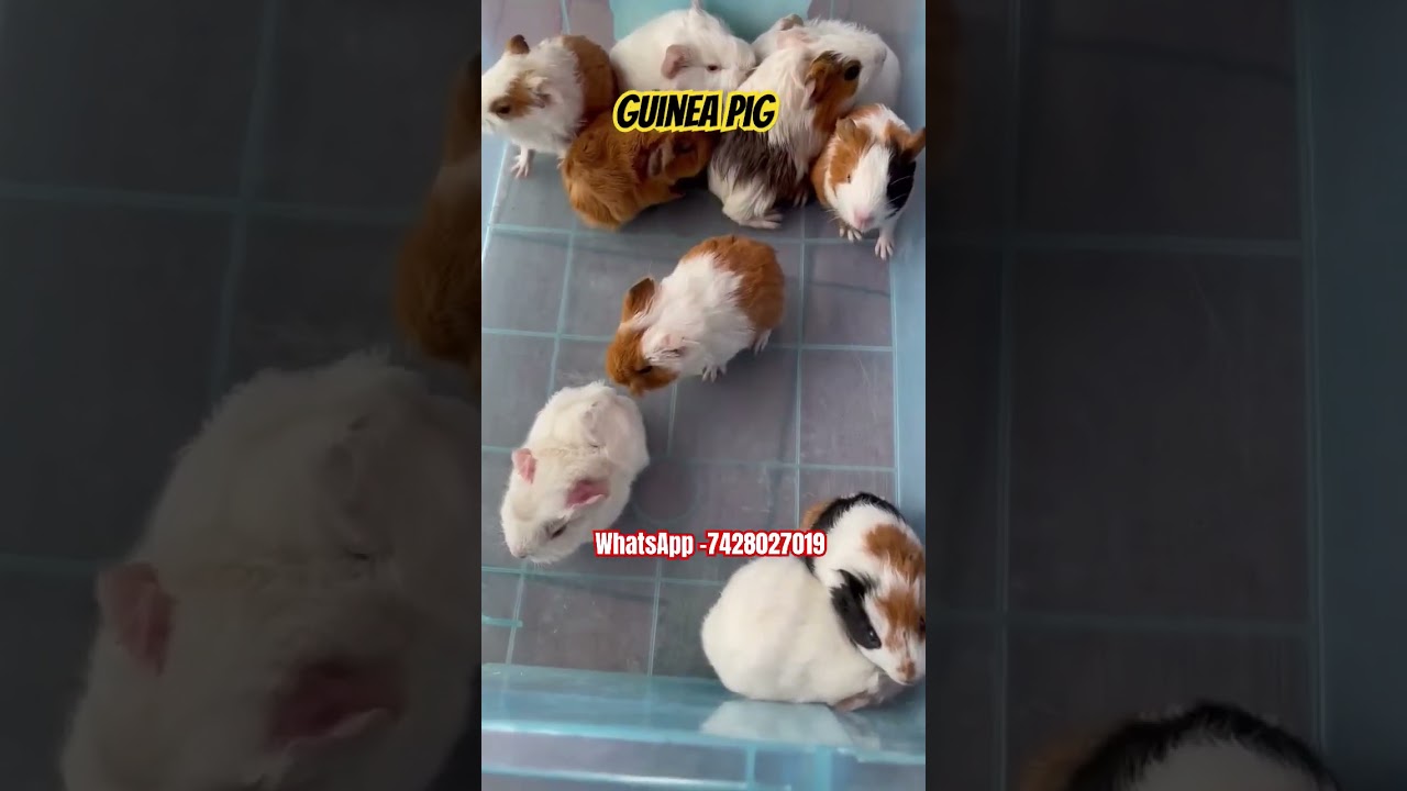guinea pig for sale in delhi 