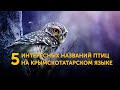 5 интересных названий птиц на крымскотатарском языке