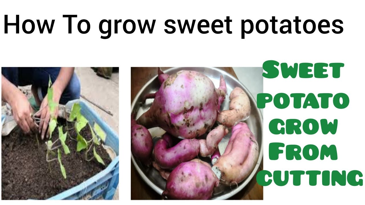 How to Grow Sweet Potatoes Successfully in Containers /pots (With Full Updates)It's Super EASY