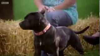 The Real Staffordshire Bull Terrier. Dangerous? A MUST SEE BBC Experiment!!
