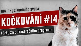 KOČKOVÁNÍ #14 - Trpký život kastračního programu by Kočkování 78 views 5 months ago 2 hours, 16 minutes