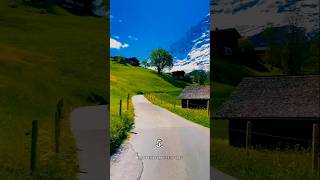 Celebrity Which path will you choose..🚶‍♀️ #viral #trending #shorts #youtube #new #nature #fyp #viralshorts Net Worth