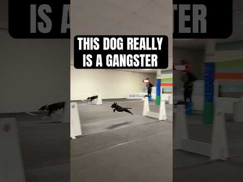 The 4th Dog Is A Gangster