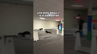 4TH Dog Gangster #dogs #dogsports #flyball
