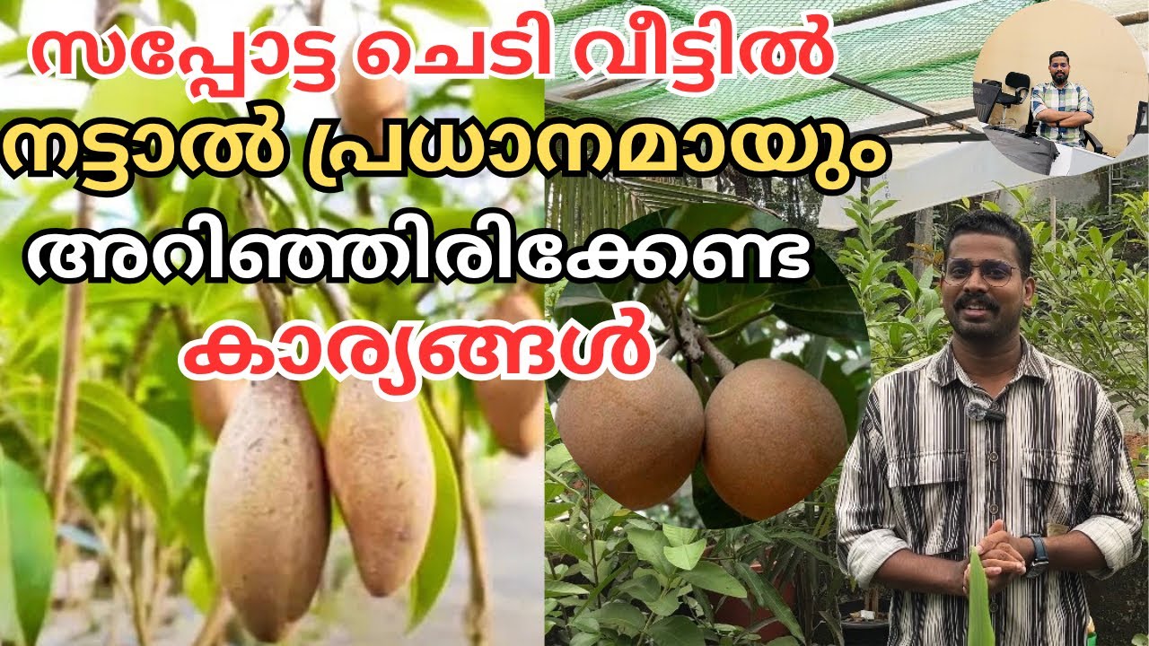 സപ്പോട്ട നന്നായി പൂക്കാനും കായ്ക്കാനും ഈ കാര്യങ്ങൾ അറിഞ്ഞിരിക്കുക | Sapota krishi tips malayalam