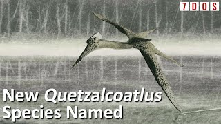 A New Species of Quetzalcoatlus Revealed! | 7 Days of Science