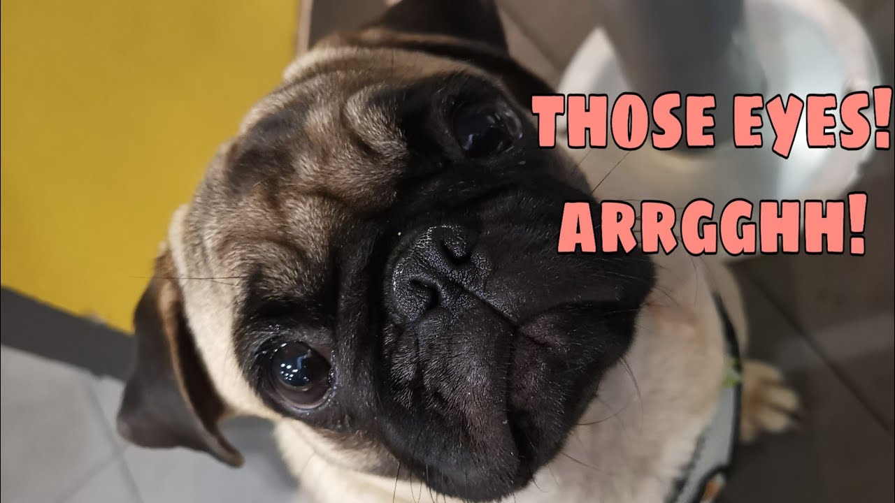 Irresistible Pug Eyes ️ - YouTube