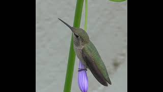 Anna&#39;s Hummingbird resting on flower