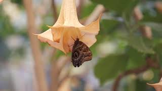 Its a (Butterfly) Jungle out Here @sdzsafaripark
