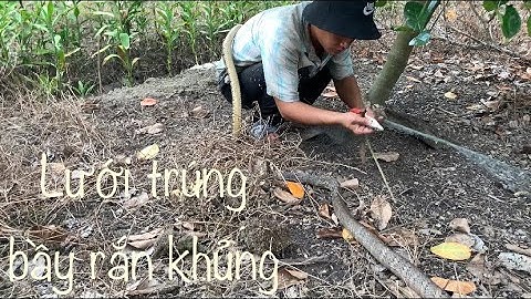 Lưới rắn trúng cả bầy hổ trâu