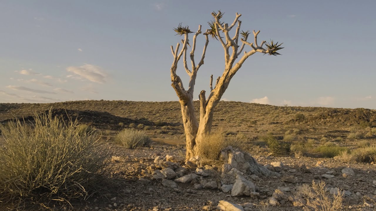 Building a native tree nursery in the Namibian deep south