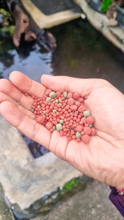 Kasi makan Kura Kura Brazil pakai Pelet, Ikan Hias, Kura Kura Ambon, Lele, Gurame #kepitingjumbo