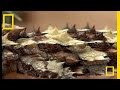 Thorny Devil | National Geographic