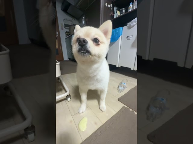 毛が絡まるイタズラ