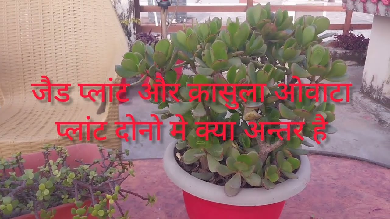 जैड प्लांट और क्रासुला ओवाटा प्लांट मे अन्तर 