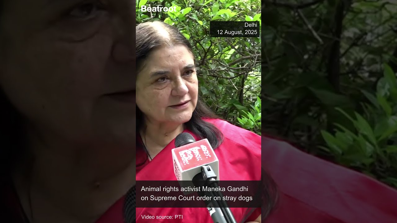 Animal Rights Activist Maneka Gandhi Questions Supreme Court S Order On Stray Dogs Shorts