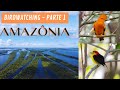 BIRDWATCHING NA AMAZÔNIA (PARTE 1)