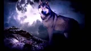 Wolf Slideshow 2