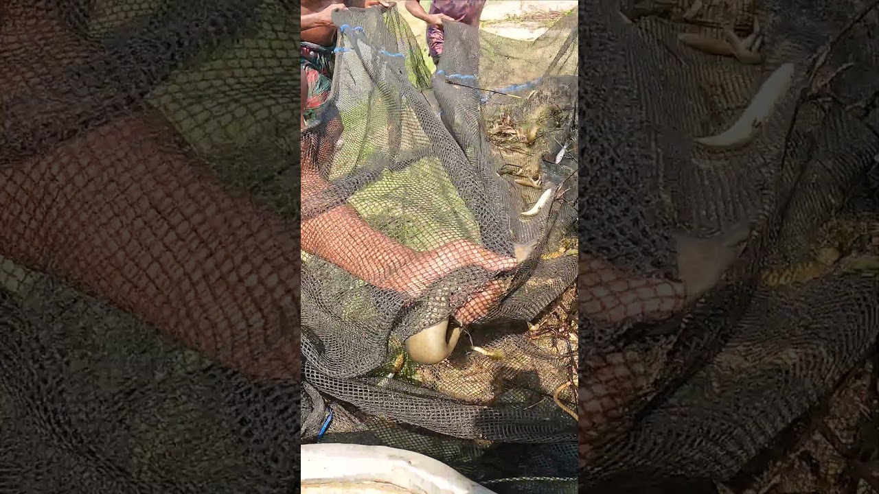 Big Bowal Fishing Video By Baim fish 