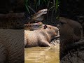 Giant Anaconda Targets an Unaware Capybara | Predator vs Prey in 8K Realism 🐍✨