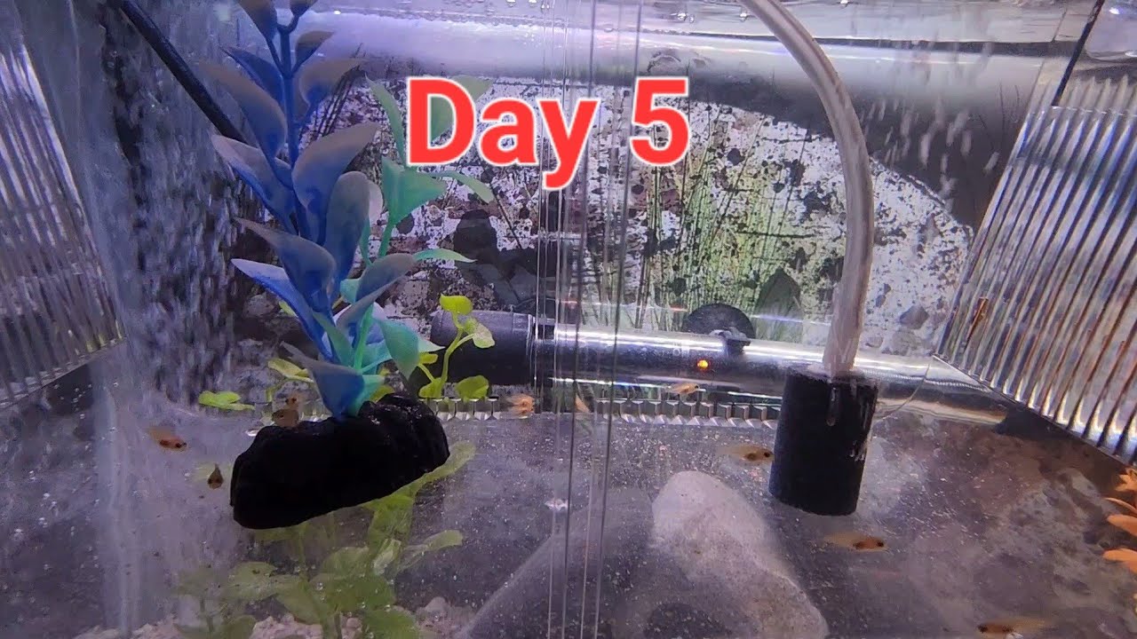 Yellow Lab Fry Yellow Lab Cichlid Fry Growing Up (5 Day's Old) - YouTube