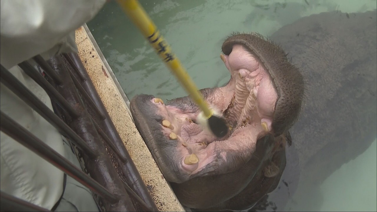 動物園のアイドル カバの「キボコ」が歯磨き 園児たちのお手本に