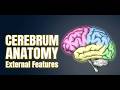 Cerebrum External Features Explained (Hemispheres, Surfaces, Borders, Lobes)