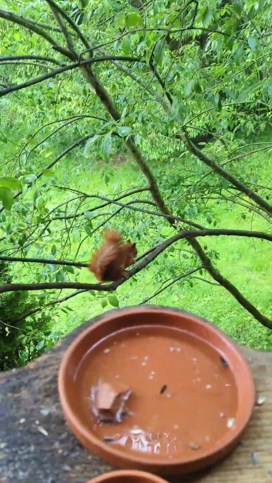 Sumpfi Nuß kleiner machen #squirrel #birds #animals #nature #cute # ...