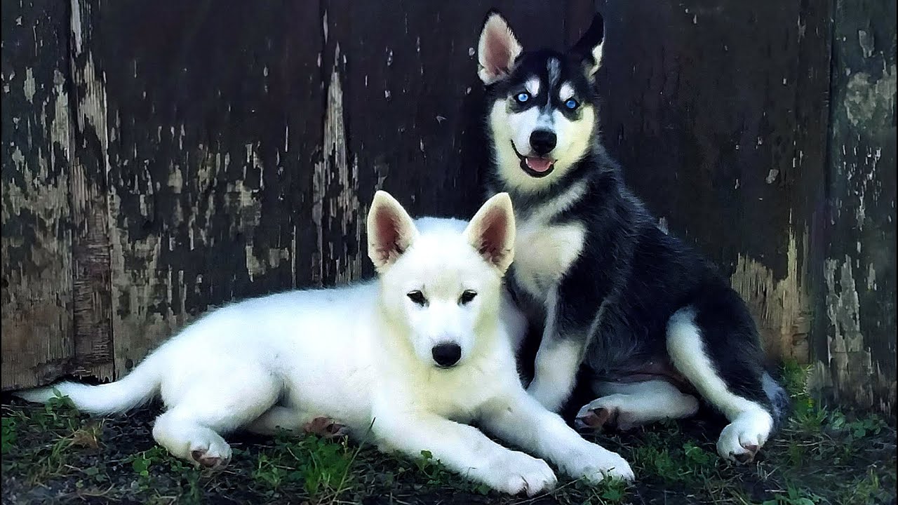 can 5 week old husky be bathed